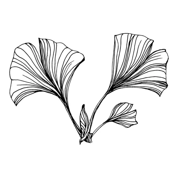 Ginkgo Plante Base Plantes Main Dessin Croquis Tatouage Floral Très — Image vectorielle