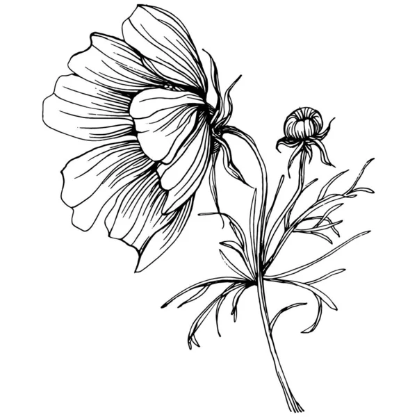 Cosmos Λουλούδι Χέρι Σχέδιο Cosmos Floral Λογότυπο Τατουάζ Ιδιαίτερα Λεπτομερή — Διανυσματικό Αρχείο