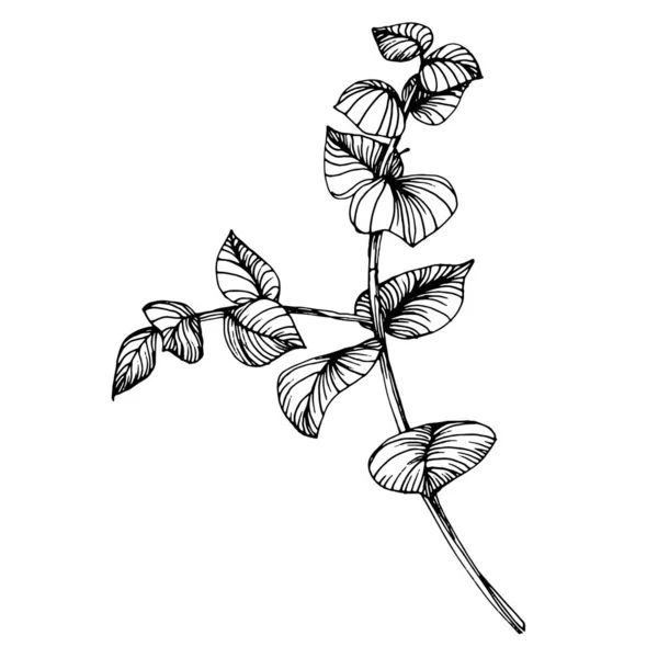 Feuilles Eucalyptus Fleur Botanique Florale Élément Illustration Isolé Dessin Vectoriel — Image vectorielle