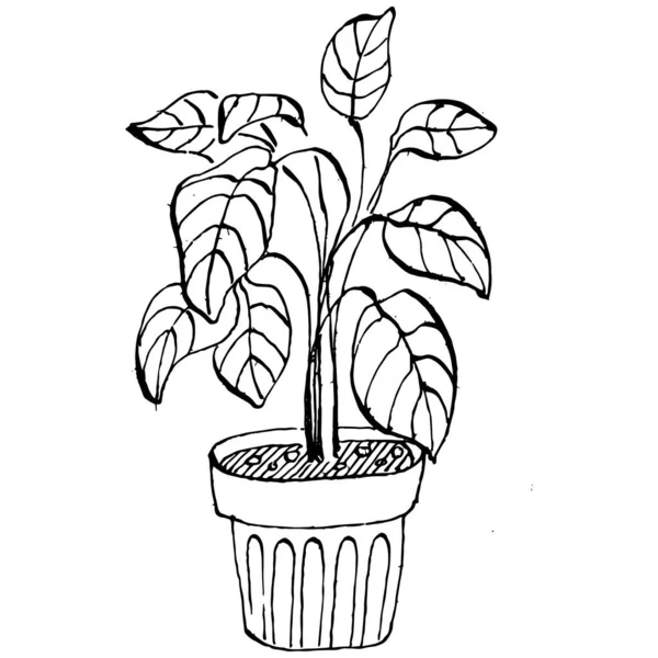 Inicio Planta Macetas Bosquejo Esquema Dibujo Ilustración Aislada Flores Crecimiento — Vector de stock