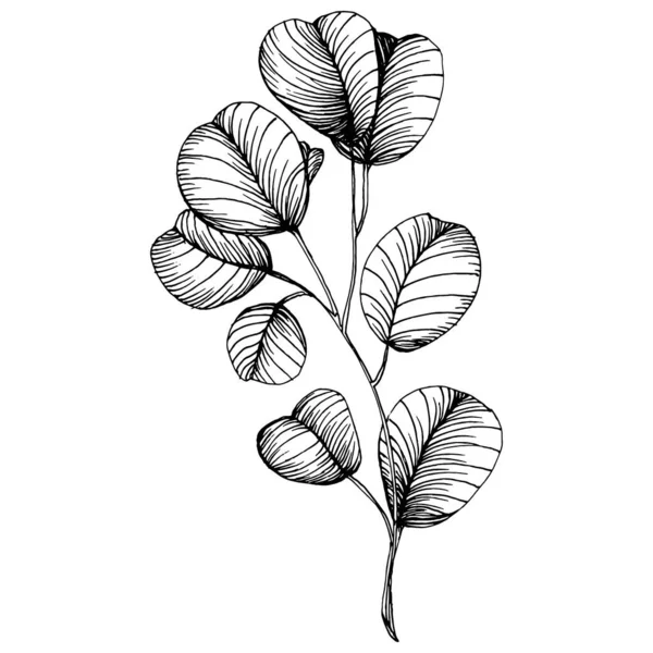 Feuilles Eucalyptus Fleur Botanique Florale Élément Illustration Isolé Dessin Vectoriel — Image vectorielle