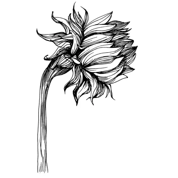 Slunečnicový Květinový Botanický Květ Izolovaný Ilustrační Prvek Vektorový Květ Pro — Stockový vektor