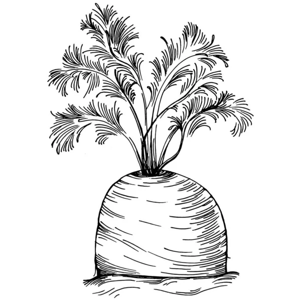 Καρότο Απομονωμένη Ζωγραφισμένη Στο Χέρι Απεικόνιση Φυτικό Σκαλιστό Στυλ Σκίτσο — Διανυσματικό Αρχείο