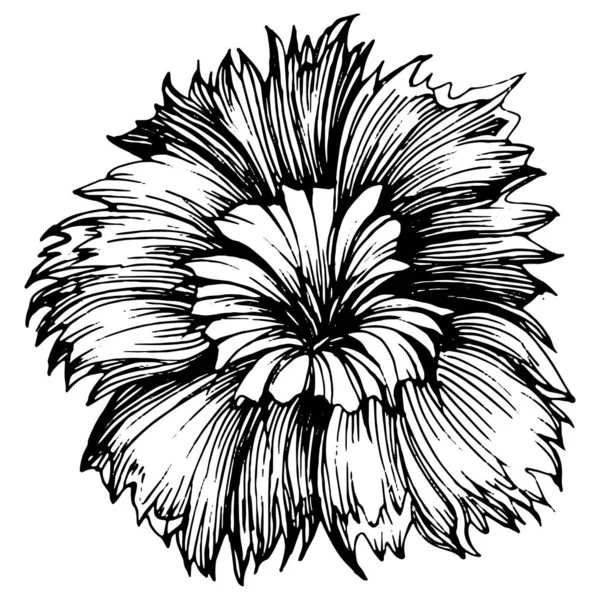 Άνθος Γαρύφαλλου Φυτικό Βοτανικό Λουλούδι Μεμονωμένο Στοιχείο Απεικόνισης Διάνυσμα Χέρι — Διανυσματικό Αρχείο