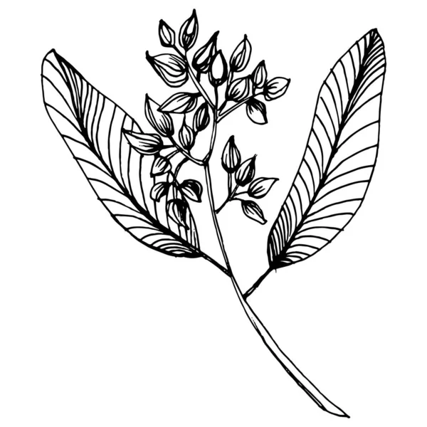 ユーカリの葉 花の植物の花 孤立したイラスト要素 テクスチャ ラッパーパターン フレームまたは境界線のためのベクトル手描きの野花 — ストックベクタ