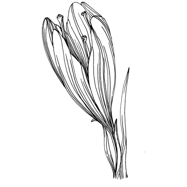 크로커스나 사프란 식물학적 독자적 텍스처 프레임 테두리를 손으로 그리는 — 스톡 벡터