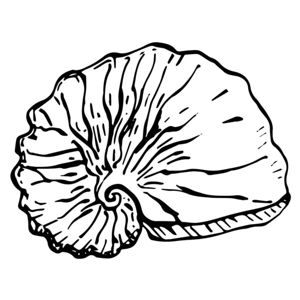 Conchas Marinas Dibujadas Mano Aisladas Ilustración Blanco Negro — Vector de stock