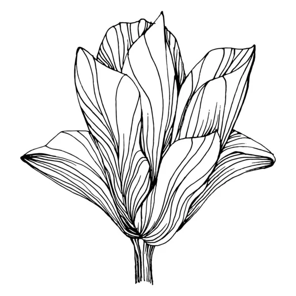 木兰花 植物植物的花 孤立的说明性元素 矢量手绘野花 用于背景 包装图案 框架或边框 — 图库矢量图片
