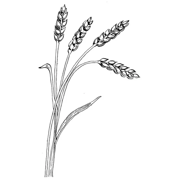 Пшеничные Уши Ручные Рисунки Гравировка Винтажной Иллюстрации Символ Защиты Безопасности — стоковый вектор