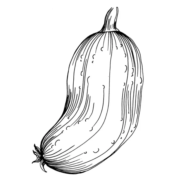 Αγγούρι Λαχανικά Σκίτσο Διανυσματική Απεικόνιση Χαραγμένο Στυλ Προϊόν Στη Γεωργική — Διανυσματικό Αρχείο