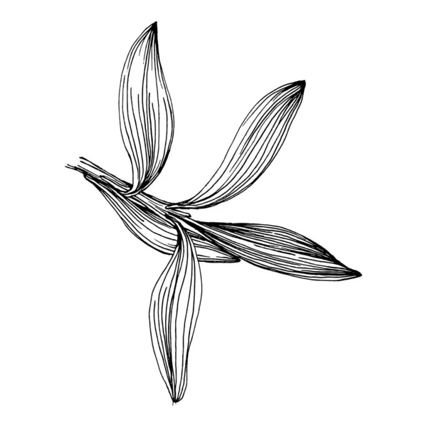橄榄素描元素 橄榄枝被隔离了矢量手绘野花 用于背景 包装图案 框架或边框 — 图库矢量图片