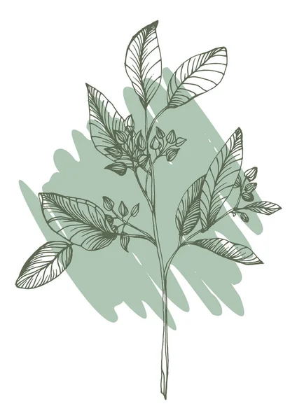 Flower Wall Art Eucalyptus Plant Foliage Nature Line Art Drawing — Image vectorielle