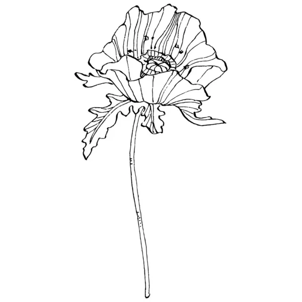 Makowy Kwiatek Kwiat Botaniczny Izolowany Element Ilustracji Wektor Ręcznie Rysunku — Wektor stockowy