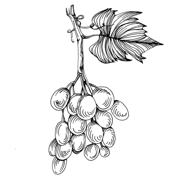 Handgezeichnete Trauben Skizzieren Weinreben Aus Nächster Nähe Blätter Beeren Schwarz — Stockvektor