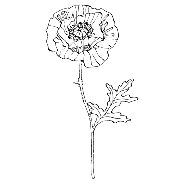 Πόπι Λουλούδι Φυτικό Βοτανικό Λουλούδι Μεμονωμένο Στοιχείο Απεικόνισης Διάνυσμα Χέρι — Διανυσματικό Αρχείο