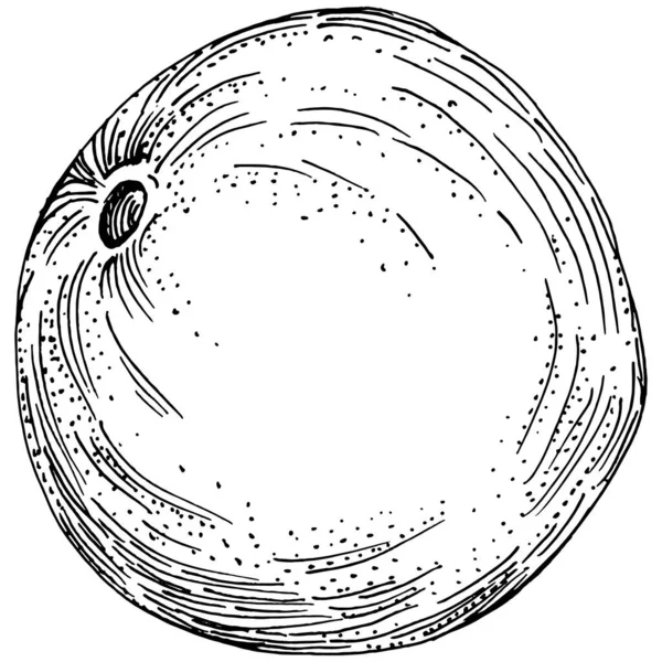 オレンジスケッチ柑橘類の果物の装飾 手描きオレンジ植物イラスト 白を基調とした線画で白黒 — ストックベクタ