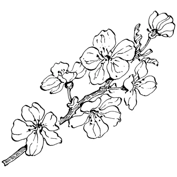 Χειροποίητο Λογότυπο Sakura Floral Κορνίζα Περίγραμμα Στοιχείο Προώθησης Πρότυπο Εμβλήματος — Διανυσματικό Αρχείο