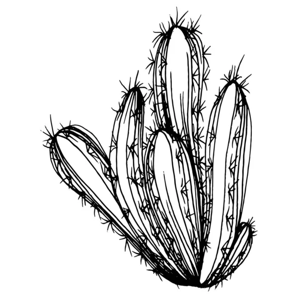 Cactus Esboço Para Logotipo Plantas Suculentas Florais Tatuagem Altamente Detalhada — Vetor de Stock