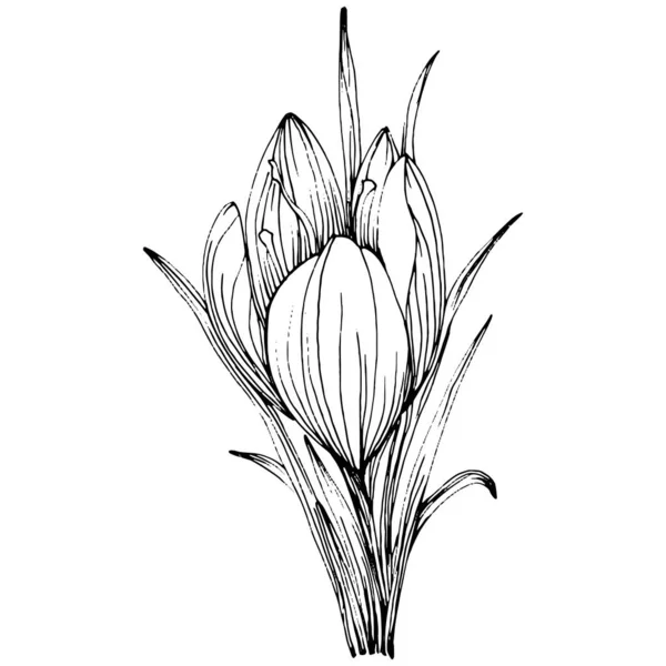 Crocus Fleur Safran Fleur Botanique Florale Élément Illustration Isolé Dessin — Image vectorielle