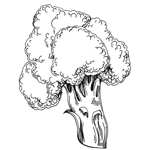 Μπρόκολο Μεμονωμένη Ζωγραφισμένη Στο Χέρι Απεικόνιση Φυτικό Σκαλιστό Στυλ Σκίτσο — Διανυσματικό Αρχείο