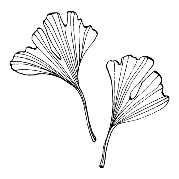 Ginkgo Plante Base Plantes Main Dessin Croquis Tatouage Floral Très — Image vectorielle