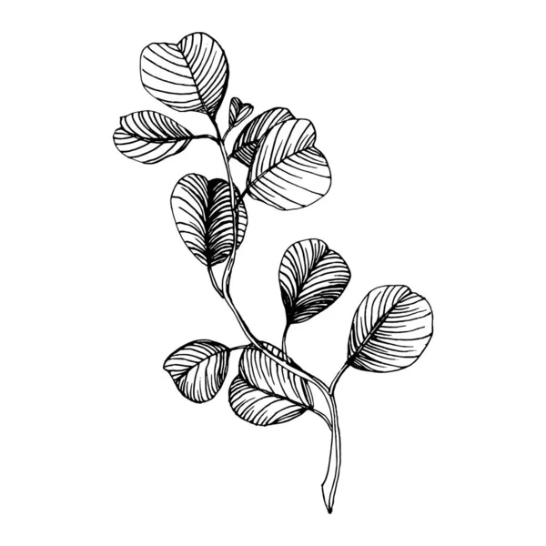 Feuilles Eucalyptus Fleur Botanique Florale Élément Illustration Isolé Dessin Vectoriel — Image vectorielle