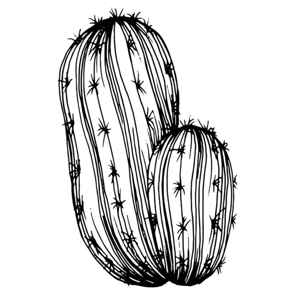 Boceto Cactus Para Logo Plantas Suculentas Florales Tatuaje Altamente Detallado — Vector de stock