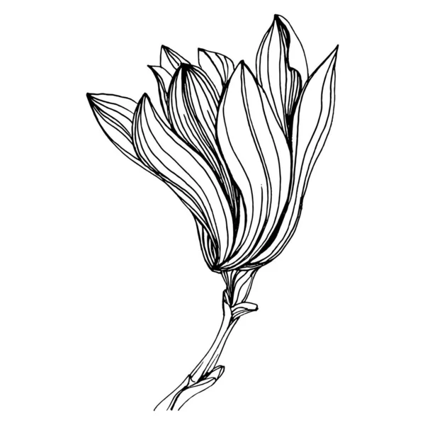 Magnolia Flower Floral Botanical Flower Isolated Illustration Element Vector Hand — Vettoriale Stock
