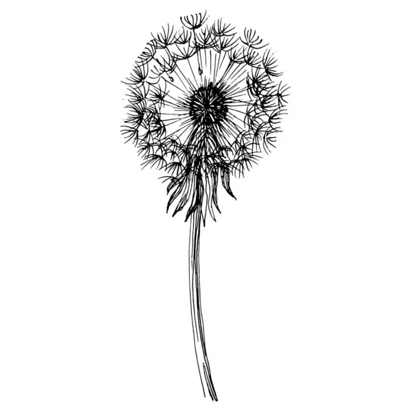 Flor Diente León Taraxacum Botánico Floral Blowball Elemento Ilustración Aislado — Vector de stock