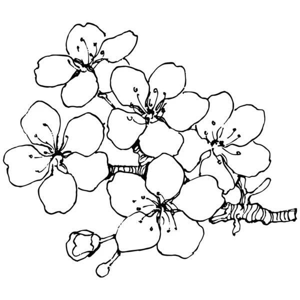 Λουλούδι Sakura Φυτικό Βοτανικό Λουλούδι Μεμονωμένο Στοιχείο Απεικόνισης Διάνυσμα Χέρι — Διανυσματικό Αρχείο