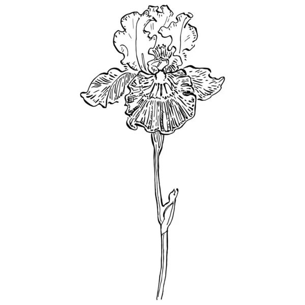 Ирисский Цветок Цветочный Ботанический Цветок Изолированный Элемент Иллюстрации Векторный Ручной — стоковый вектор