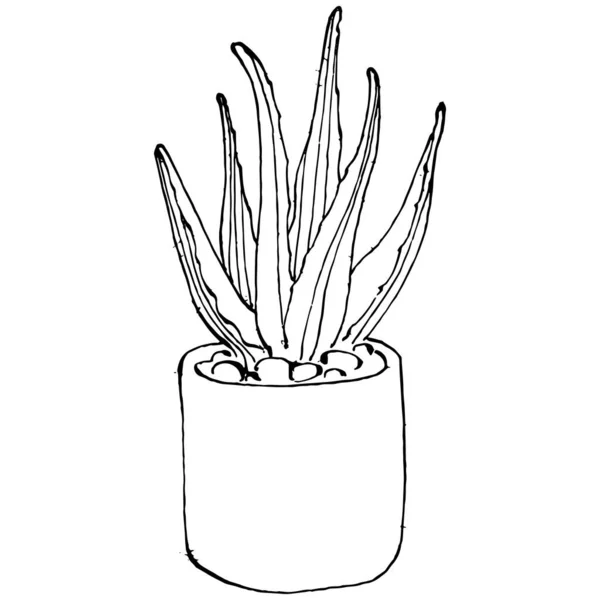 Home Plant Pots Sketch Outline Drawing Isolated Illustration Growing Flowers — Stock Vector