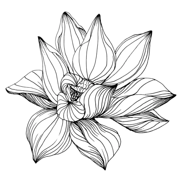 Lotusblume Florale Botanische Blume Isoliertes Illustrationselement Vektor Handzeichnung Wildflower Für — Stockvektor