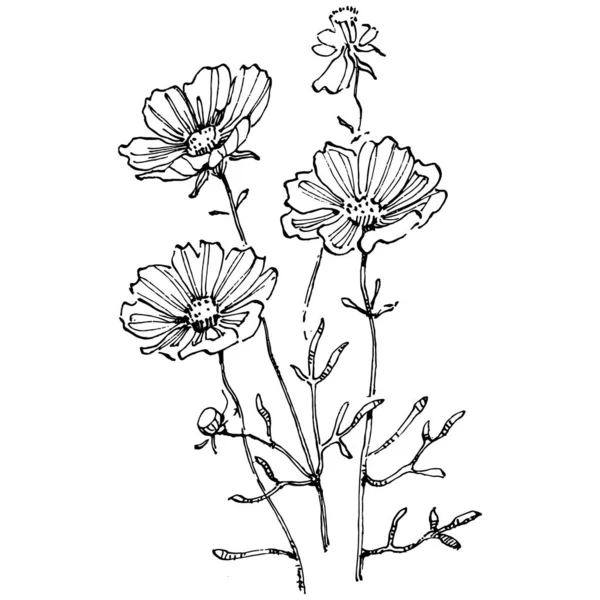 Kosmos Blume Von Hand Gezeichnet Kosmos Floralen Logo Oder Tätowierung — Stockvektor