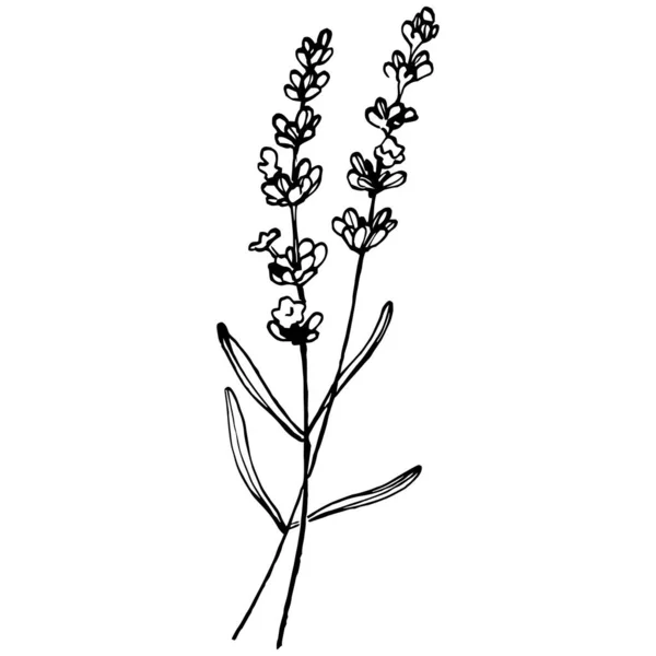 Lavender Botanical Flower Hand Drawn Design Wedding Herb Plant Monogram — Διανυσματικό Αρχείο