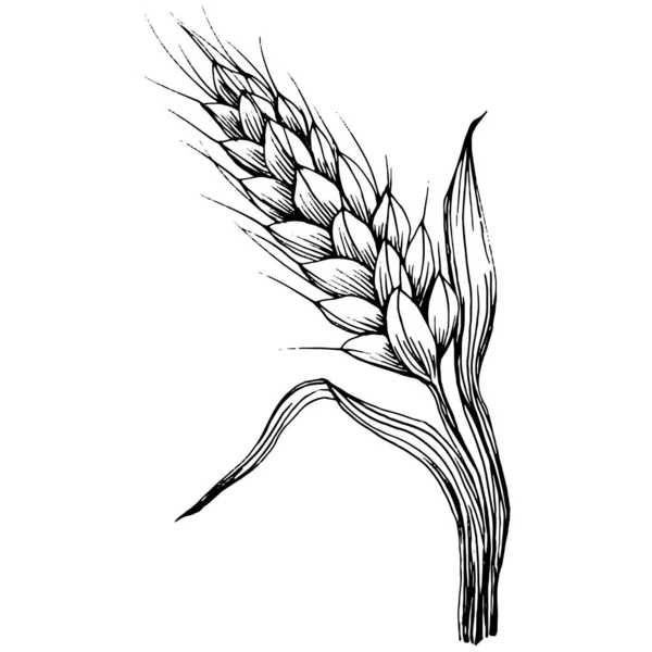 Ručně Kreslené Pšeničné Uši Rytina Vintage Ilustrační Symbol Ochrany Bezpečnosti — Stockový vektor