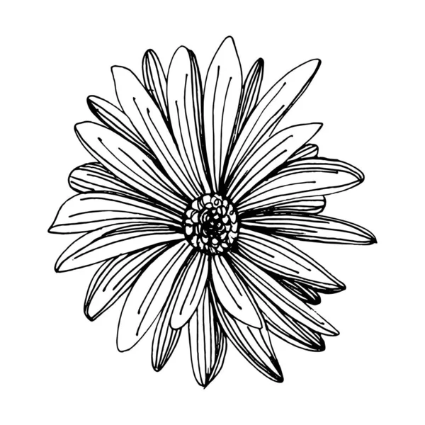 Crisantemo Dibujado Mano Tatuaje Floral Altamente Detallado Estilo Arte Línea — Vector de stock