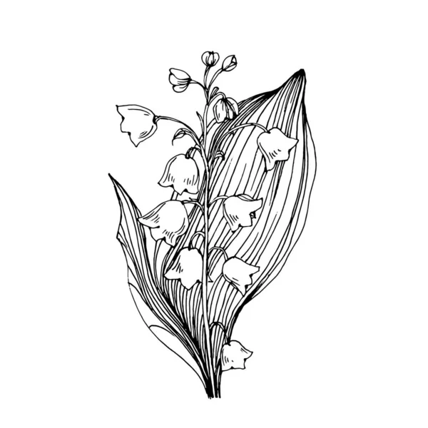 Maiglöckchen Von Hand Gezeichnet Maiglöckchen Blumenlogo Oder Tätowierung Sehr Detailliert — Stockvektor