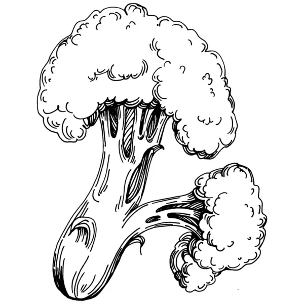 Broccoli Illustrazione Isolata Disegnata Mano Stile Inciso Sulle Verdure Disegno — Vettoriale Stock