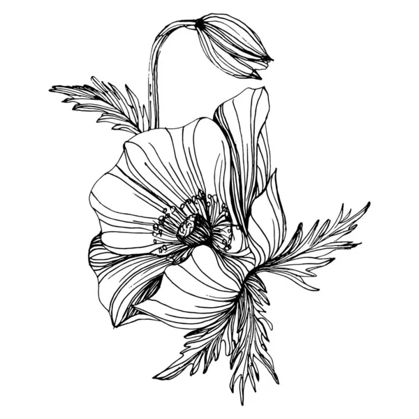 Maquis Flower Poppies Floral Botanical Flower Isolated Illustration Element Vector — Διανυσματικό Αρχείο