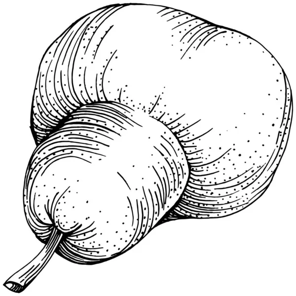 Αχλάδι Απομονωμένο Σκίτσο Ζωγραφισμένο Στο Χέρι Εικονογράφηση Στοιχείο Διάνυσμα Φρούτων — Διανυσματικό Αρχείο