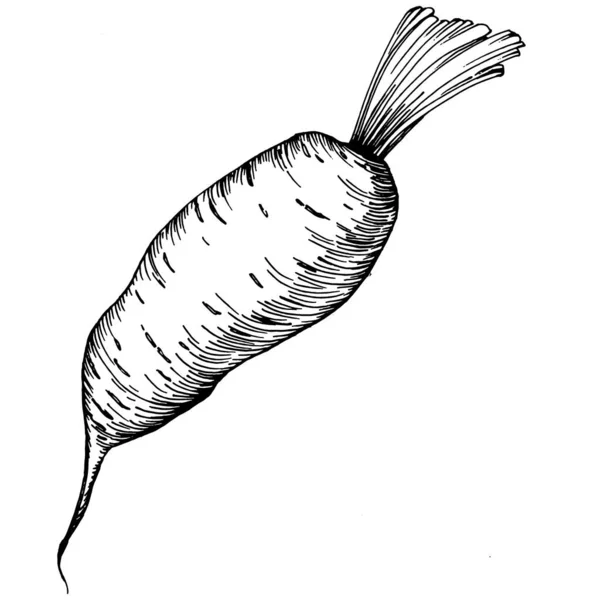 Wortel Geïsoleerde Hand Getekend Illustratie Plantaardige Gegraveerde Stijl Schets Vegetarische — Stockvector