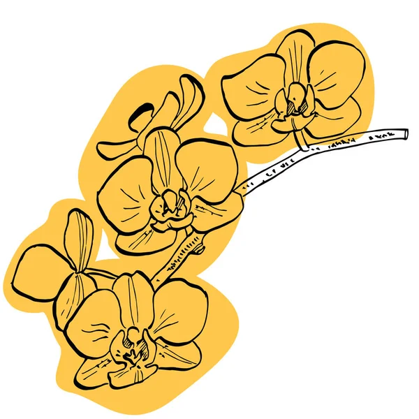 Orchid Drawing Tattooストックベクター ロイヤリティフリーorchid Drawing Tattooイラスト ページ 2 Depositphotos