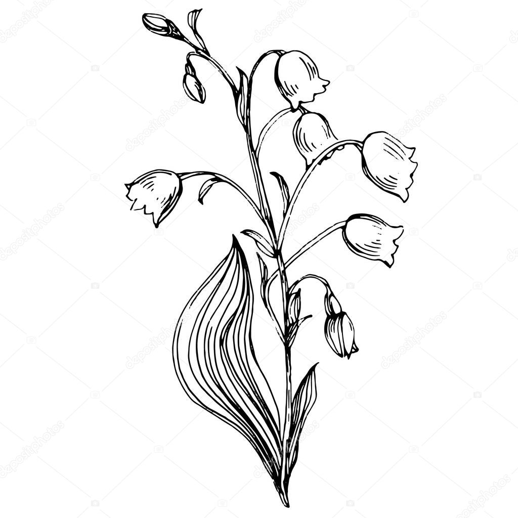 Lily of the valley by hand drawing. May-lily floral logo or tattoo highly detailed in line art style concept. Black and white clip art isolated. Antique vintage engraving illustration for emblem.