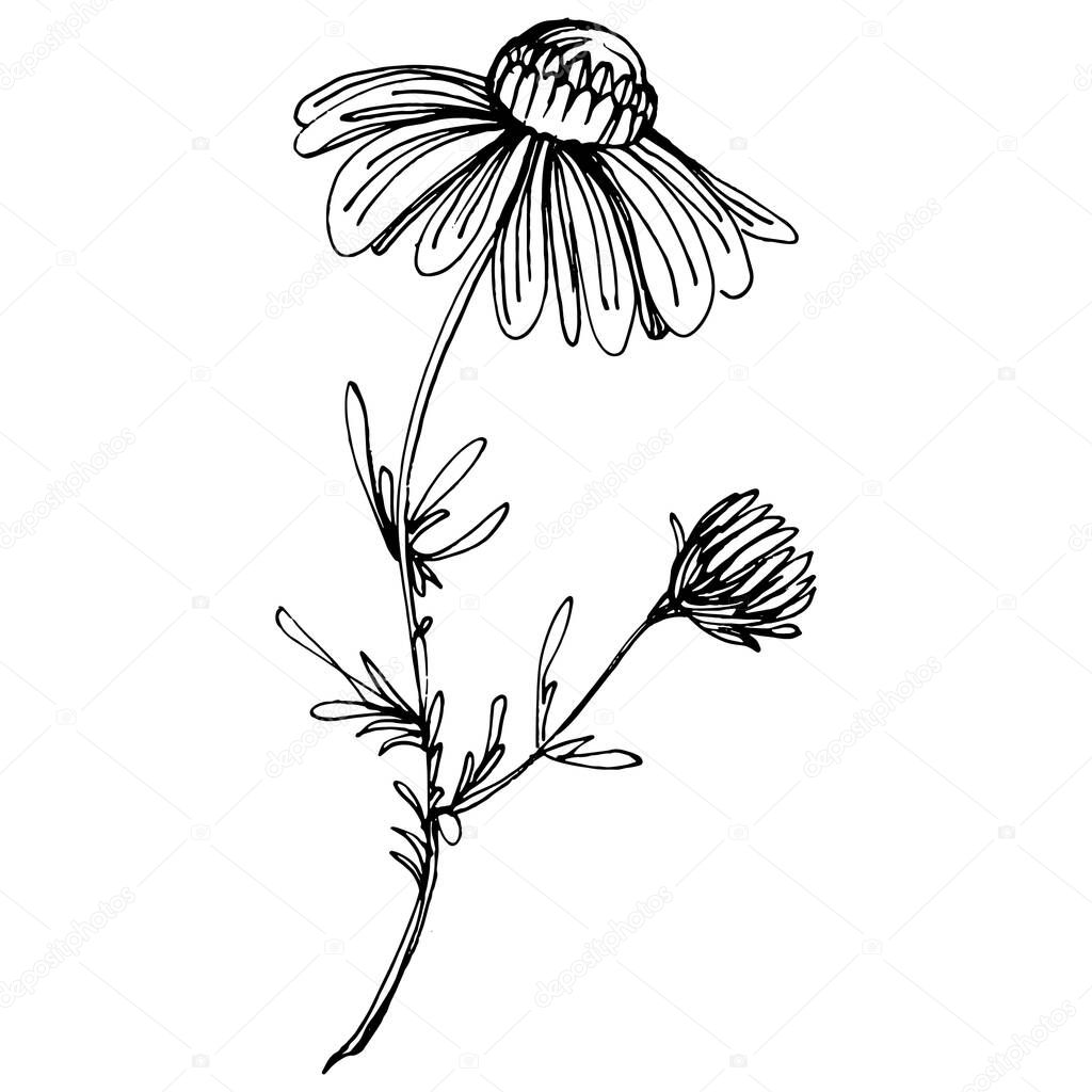 Chamomile by hand drawing. Daisy whee