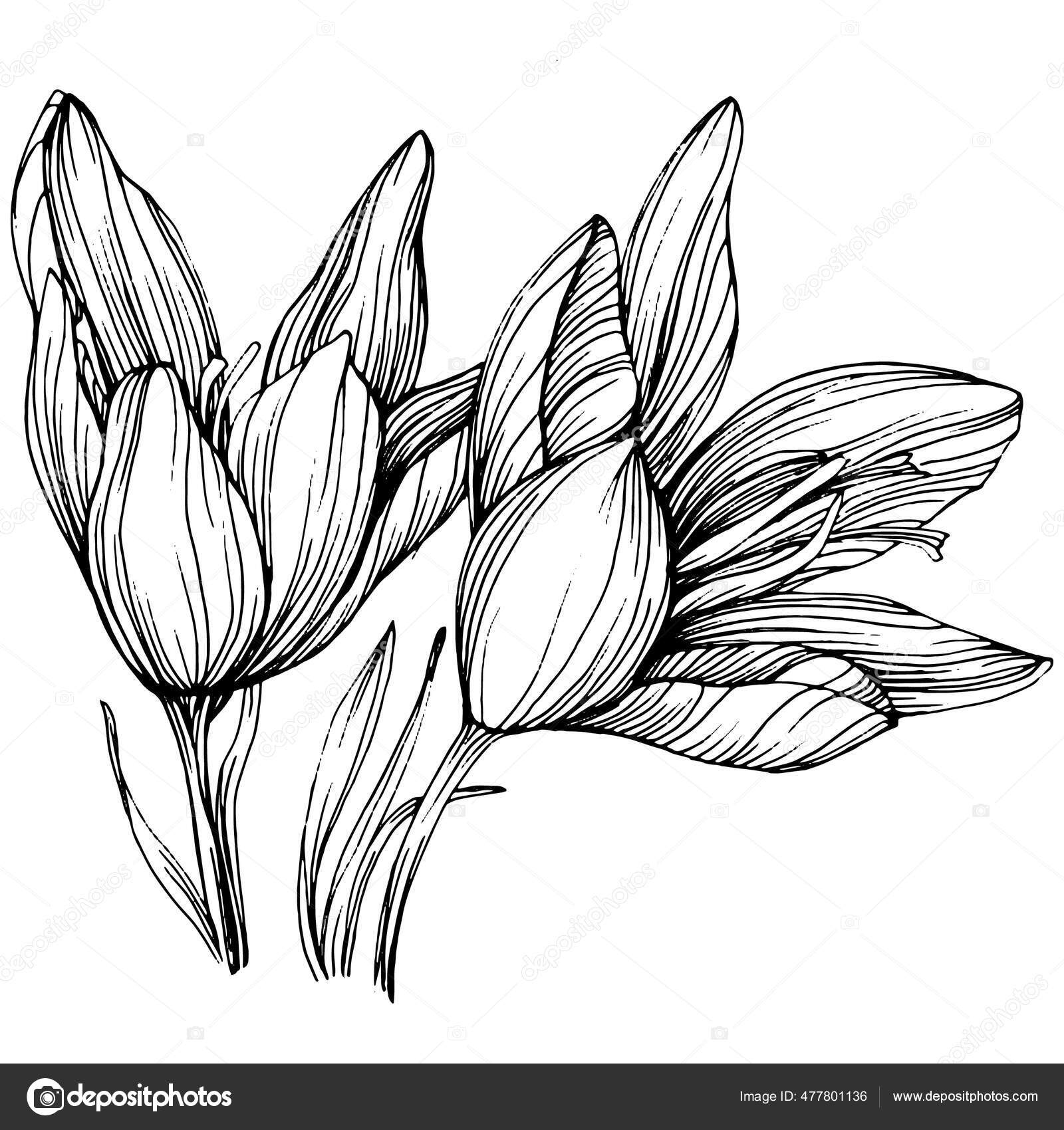 Saffron Flower Drawing