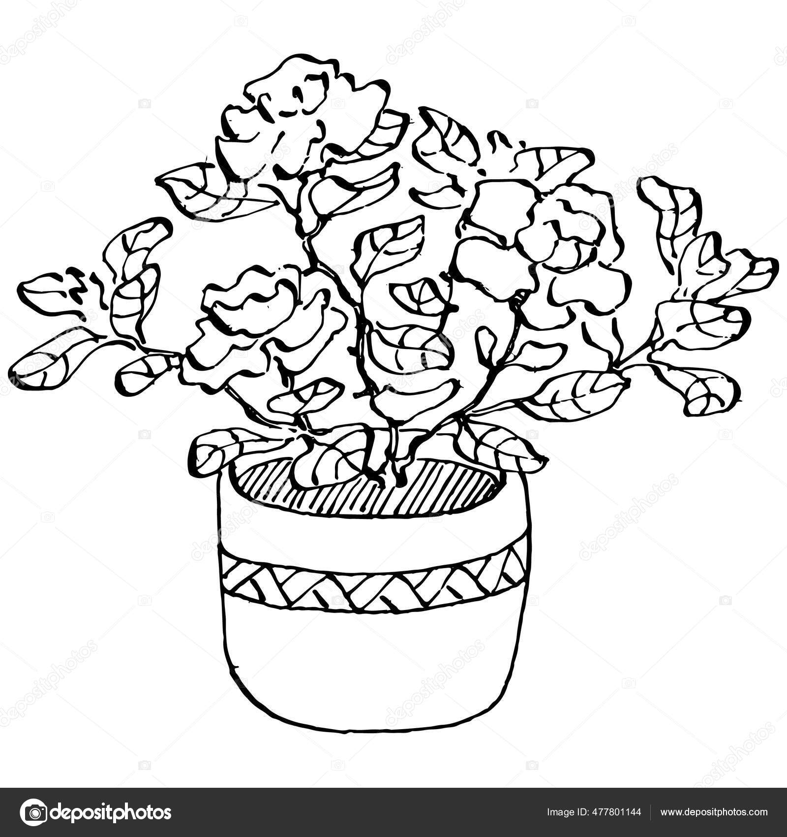 1,871 Flower Pot Drawing Stock Photos, High-Res Pictures, and Images -  Getty Images