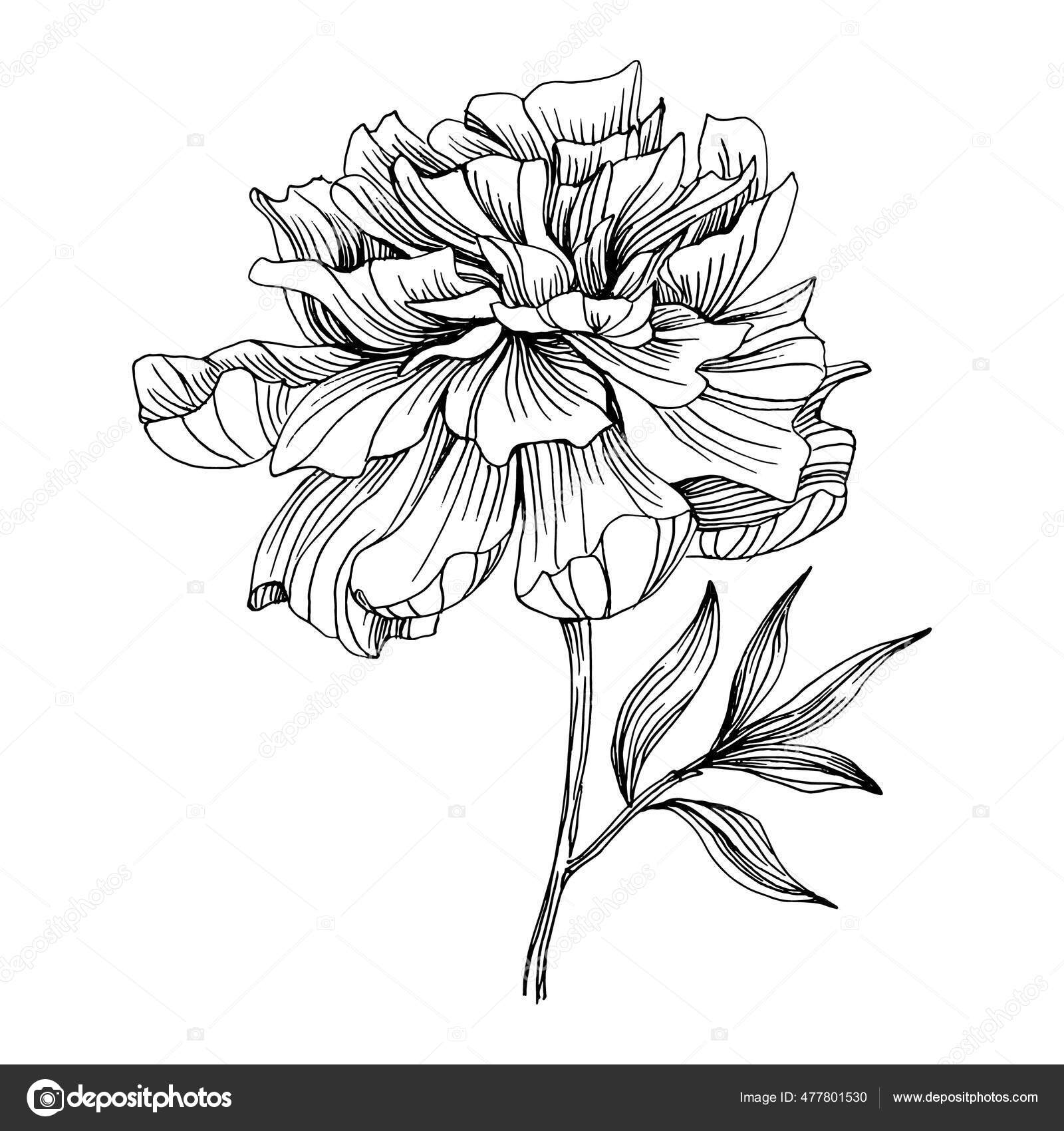 Flor Peónia Peônias Botânicas Florais Isolado Elemento Ilustração Vector  Mão Vetor de ©AcantStudio 477801530, image size:1600x1700