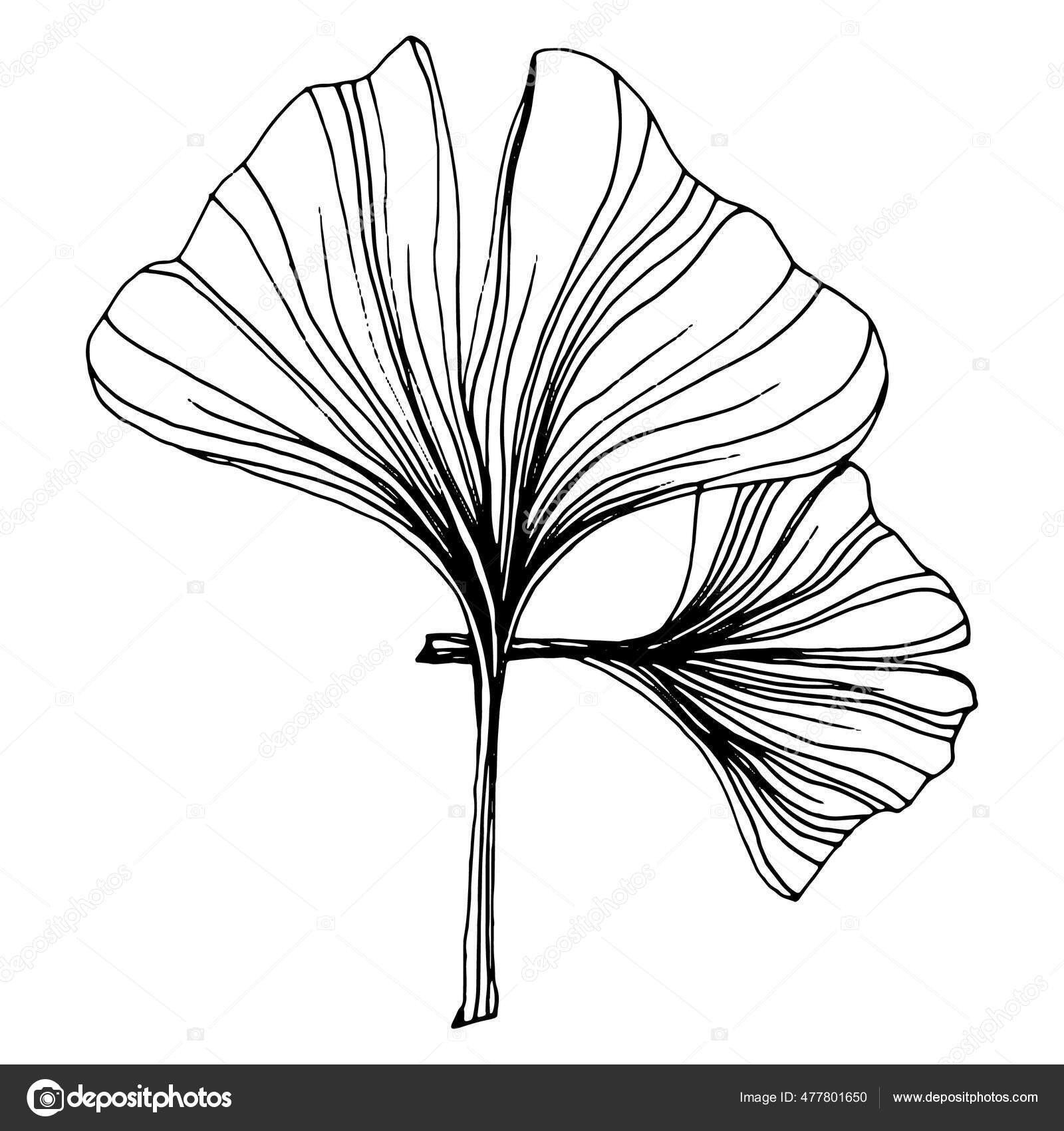 银杏草本植物手绘素描花纹非常详细的线条艺术风格黑白相间的剪贴画被白色背景隔离了古董画图解图库矢量图©AcantStudio 477801650, image size:1600x1700