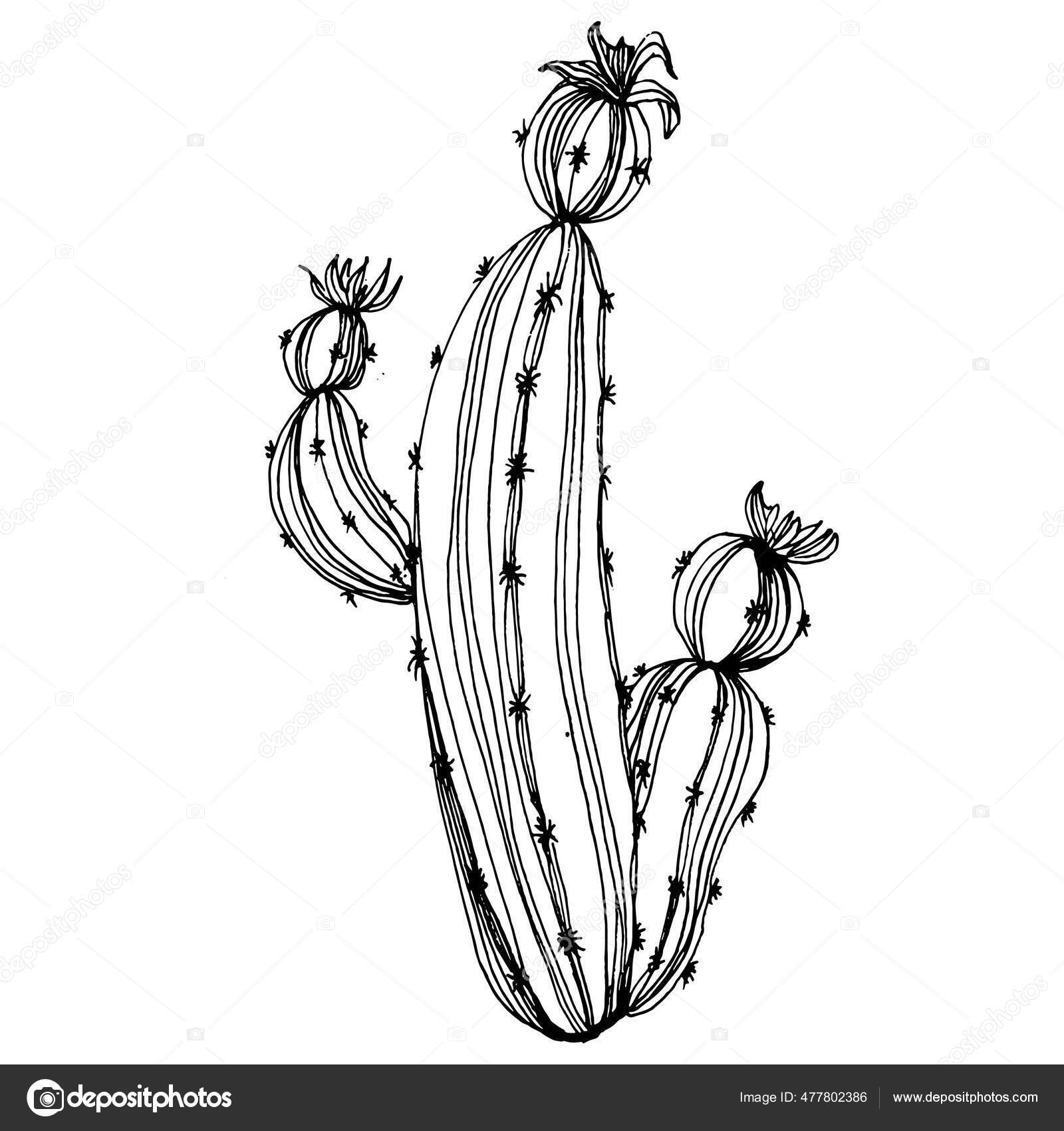 Cactus Esboço Para Logotipo Plantas Suculentas Florais Tatuagem